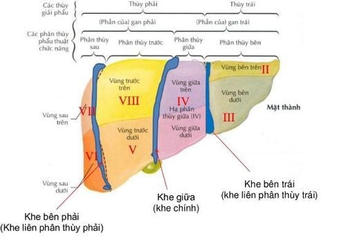 Một số điểm về giải phẫu và phân chia thùy gan