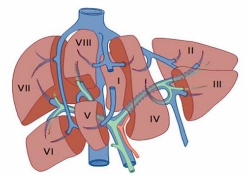 Một số điểm về giải phẫu và phân chia thùy gan