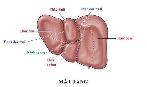 Một số điểm về giải phẫu và phân chia thùy gan