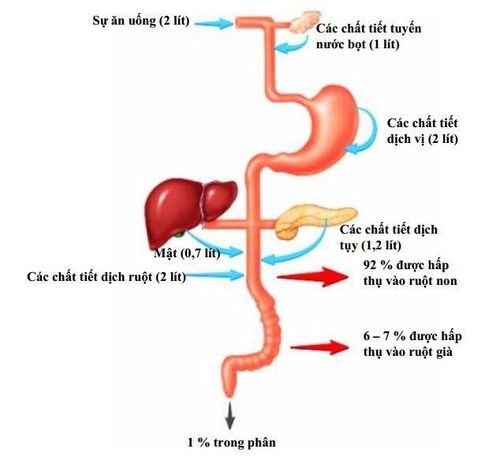 
Sơ đồ các thể tích chất lỏng trong đường tiêu hóa và hấp thu chất dinh dưỡng
