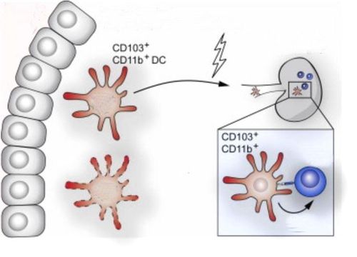 
Hình ảnh một nhóm đại thực bào chuyên biệt cùng với CD11b +
