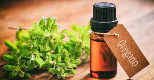 
Tinh dầu Oregano có tác dụng chống trầm cảm
