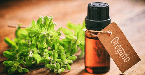 
Tinh dầu Oregano có tác dụng chống trầm cảm
