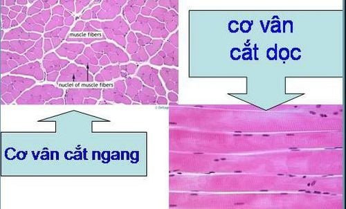 
Cơ vân bao phủ xương và tạo hình dáng cho cơ thể.
