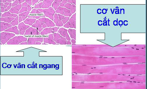 
Cơ vân bao phủ xương và tạo hình dáng cho cơ thể.
