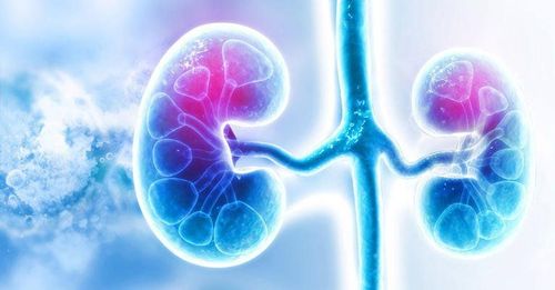 How is steatosis nephropathy clinically classified?