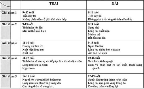 
Hình 1. Tóm tắt 5 giai đoạn dậy thì ở cả bé trai và bé gái
