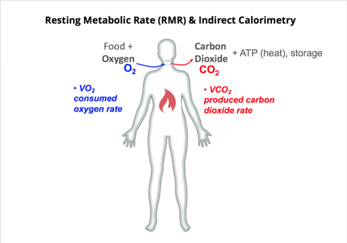 
Tỷ lệ trao đổi chất khi nghỉ ngơi (RMR- Resting metabolic rate).
