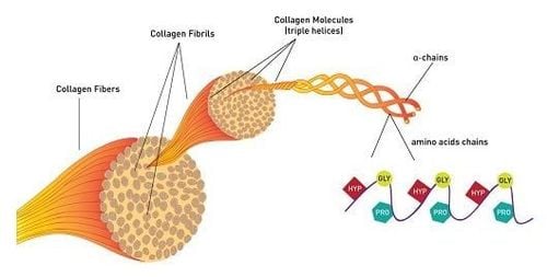 
Collagen là một loại protein có cấu trúc đặc biệt chứa đầy đủ các axit amin hữu ích.
