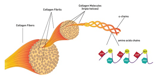 
Collagen là một trong thành tố quan trọng giúp xây dựng các khối xương, da, cơ, gân và dây chằng trong cơ thể.
