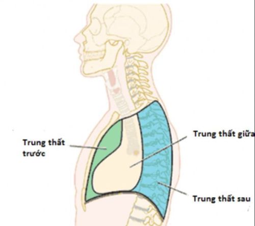 
Trung thất được chia làm 3 vùng khác nhau trên giải phẫu
