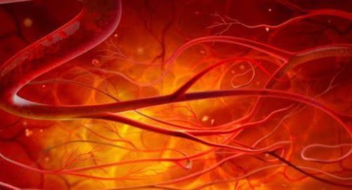 Physiological characteristics of blood vessels