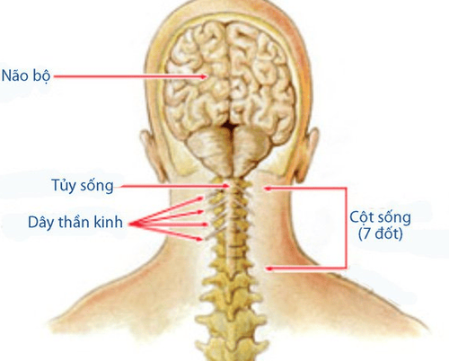 
Chấn thương tủy sống là nguyên nhân gây liệt
