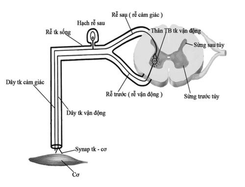 
Hình 2: Hệ thần kinh ngoại biên (tế bào vận động sừng trước tủy, tế bào cảm giác hạch rễ sau, rễ và dây thần kinh vận động-cảm giác, synap thần kinh-cơ và cơ)
