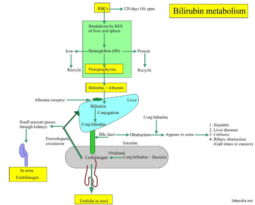 
Tổng quan về Bilirubin
