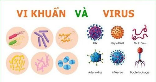 
Cơ chế được đưa ra khi các tế bào phế nang bị tấn công bởi vi khuẩn và virus
