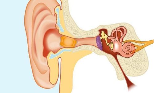 
Chảy máu có thể xảy ra ở bất cứ vùng nào của tai
