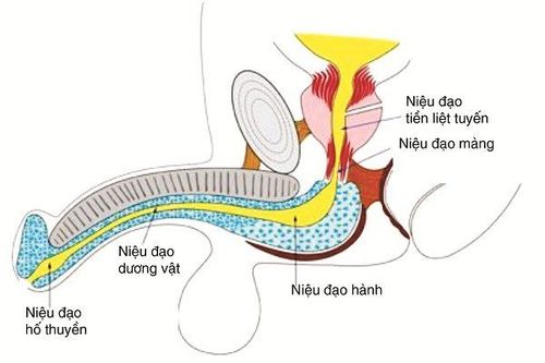 
Cấu trúc niệu đạo ở nam giới
