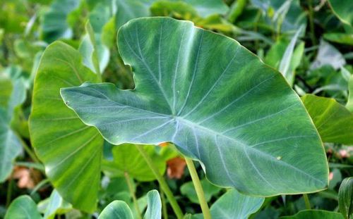 Taro leaves: Nutrition, benefits and uses