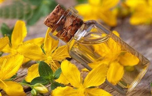 
Thảo dược John’s Wort nổi tiếng trong điều trị chứng trầm cảm nhẹ
