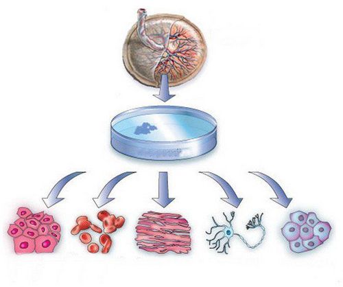 Tế bào gốc từ màng ối nhau thai có thể được sử dụng để điều trị xơ phổi vô căn