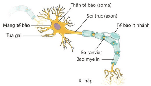 Điều trị bệnh lý thần kinh ngoại biên