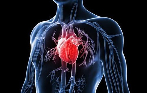How the heart works and pumps blood throughout the body