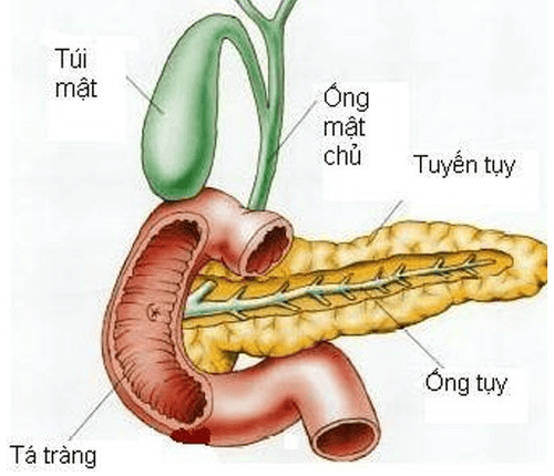 Diagnosis of worms entering the bile duct by any medical technique?