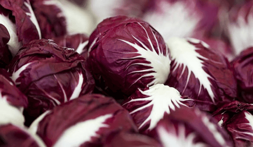 Radicchio chicory: Nutrition, benefits and uses