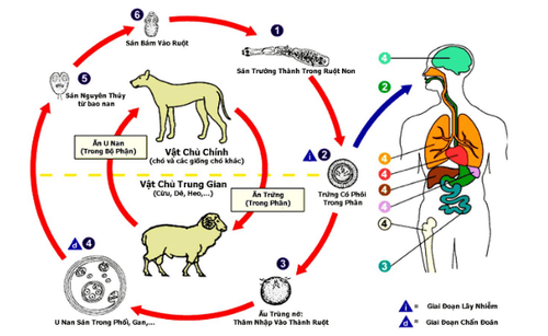 
Việc ôm, vuốt ve những loài chó, mèo cũng sẽ khiến cơ thể nhiễm giun sán.
