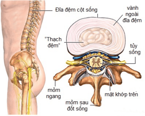 
Hình ảnh giải phẫu tủy sống - cột sống
