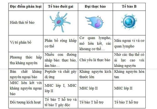 
Bảng 1. Phân loại các tế bào trình diện kháng nguyên chính
