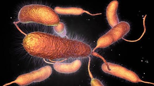 Bacterial infections caused by Vibrio parahaemolyticus (cholera)