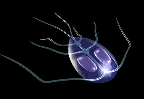 Đặc điểm bệnh viêm ruột do ký sinh trùng Giardia lamblia