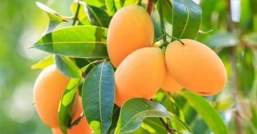 Can people with diabetes eat mango?