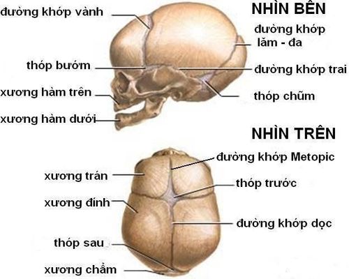 
Đường khớp xương sọ
