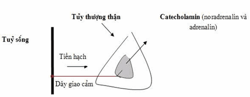 
Tuyến thượng thận
