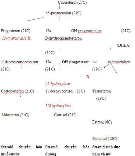 
Sơ đồ: Sinh tổng hợp hormon vỏ thượng thận
