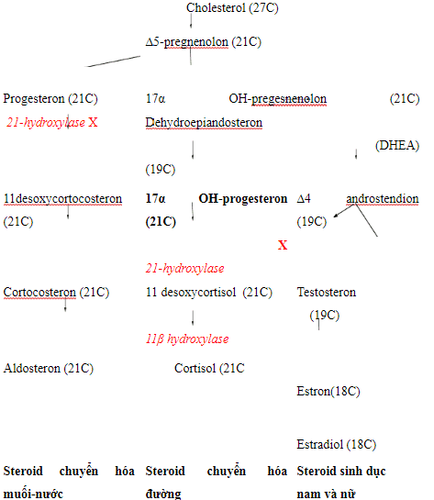 
Sơ đồ: Sinh tổng hợp hormon vỏ thượng thận
