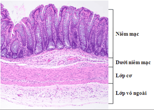 
Hình 1: Cấu tạo thành ống tiêu hoá
