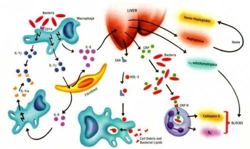 
Cấu trúc & chức năng của Interleukin 6
