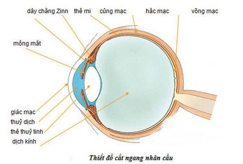 
Thiết đồ cắt ngang của nhãn cầu
