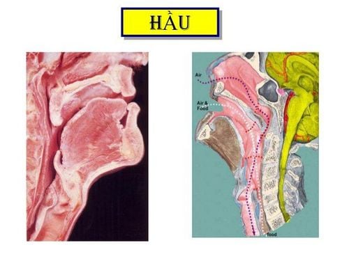 
Dự trữ oxy giúp giảm nguy cơ suy giảm chức năng cơ vùng hầu.
