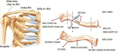 
Hình ảnh giải phẫu xương chi trên
