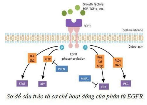 Đột biến EGFR T790M trong huyết tương bệnh nhân ung thư phổi không tế bào nhỏ thông qua exosome