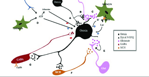 
Dopamine cũng tương tác với các chất dẫn truyền thần kinh và hormone khác
