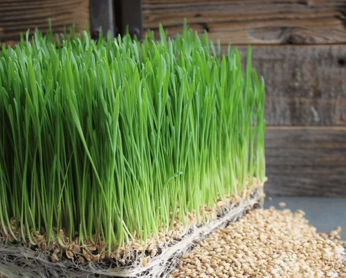 Is wheatgrass good for health?