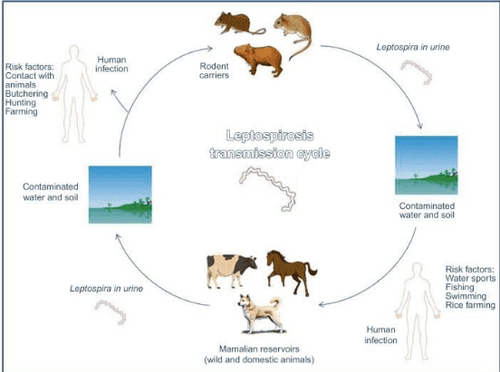 
Vòng đời của Leptospira
