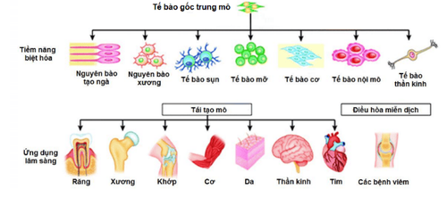 
Hình 2. Tiềm năng ứng dụng của tế bào gốc trung mô
