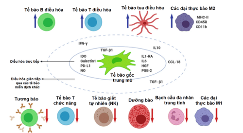 
Hình 1. Cơ chế điều hòa giảm viêm của tế bào gốc trung mô
